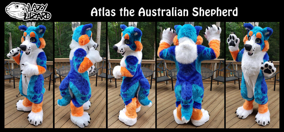 Atlas the Australian Shepherd Atlas the Australian Shepherd